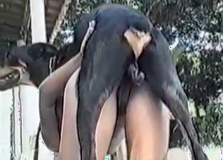 Close-up animal banging