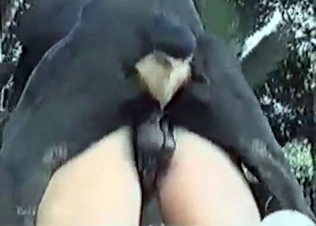 Close-up animal banging