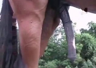 Hung horse revealing its dick