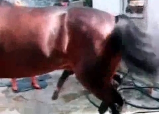 Slutty babe fucking a horse