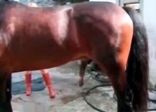Slutty babe fucking a horse