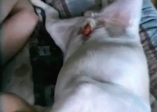 Dog cock jumping