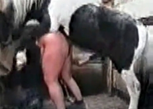 Horse fucking a fatty