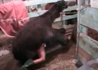 Camel fucking a babe