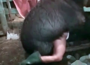 Camel fucking a babe