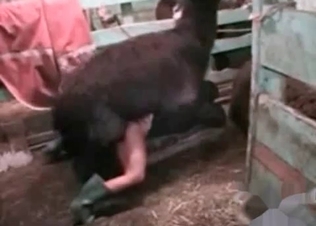 Camel fucking a babe