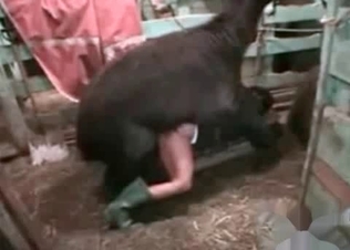 Camel fucking a babe
