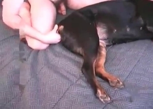 Big dick pleasured by a dog
