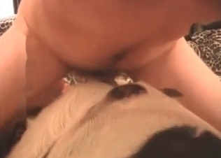 Anal sex perversions for a dog