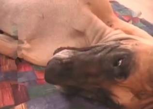 Cute dog fucking her butthole