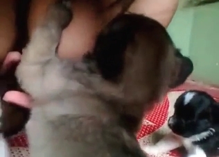 Nipple sucking puppy