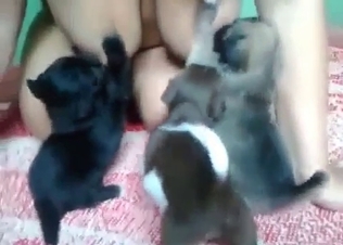 Nipple sucking puppy