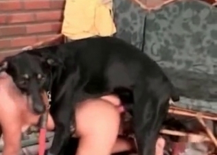 Juicy cunt destroyed by a Doberman