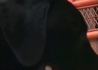 Asian slut sucking huge dog cock