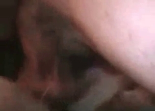 Pooch cock pleasured