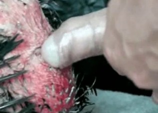 Horny stud fucking a hot chicken