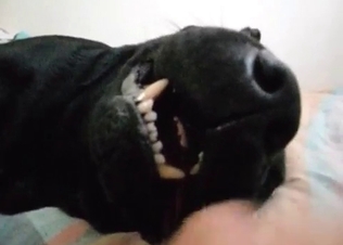 Intense fucking from a dog