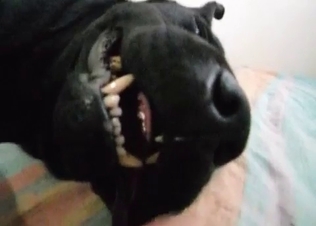 Intense fucking from a dog