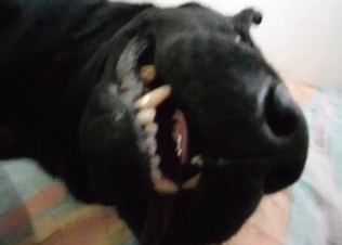 Intense fucking from a dog