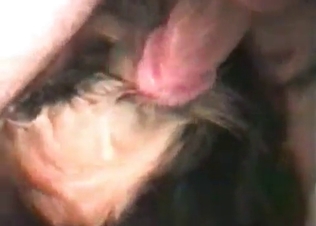 Dog pleasuring its male owner
