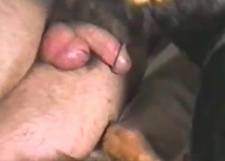 Dog pleasuring its male owner