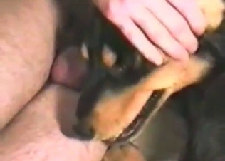 Dog pleasuring its male owner