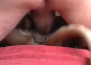 Innocent pet seduced