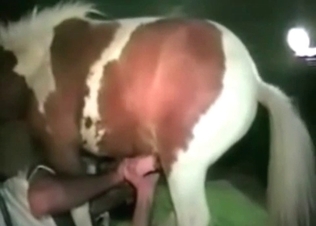 Horse fucking like a champ