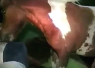 Horse fucking like a champ