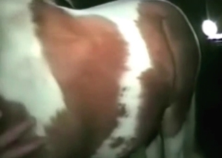 Horse fucking like a champ