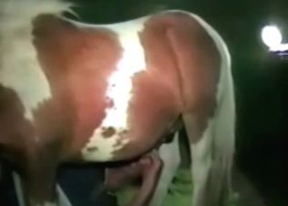 Horse fucking like a champ