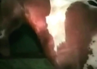 Horse fucking like a champ
