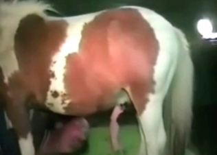 Horse fucking like a champ