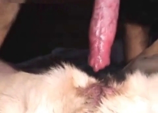 Gorgeous dog having sex