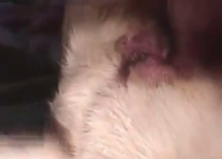 Gorgeous dog having sex