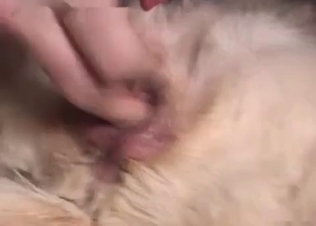 Gorgeous dog having sex