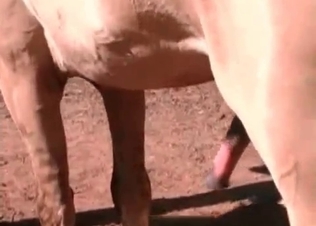 Sucking off that massive horse boner