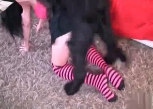 Moist hole licked out by a dog