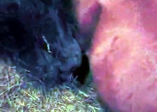 POV cumshot from a horse