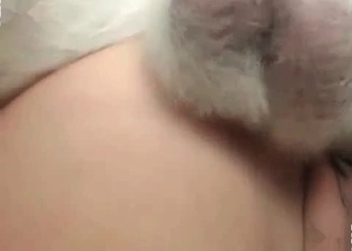 Intense pounding for a dog
