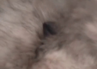 Cute doggy exploring its sexuality