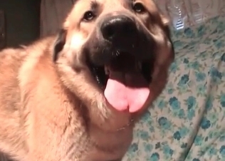 Perverted whore seducing a dog