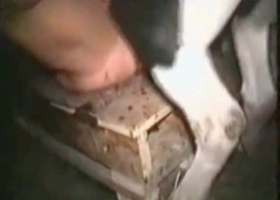 Mature babe fucking a horse
