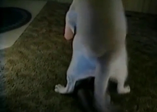 White dog fucking this frail flirty slut