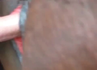 Horse fucked from the rear end