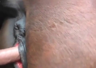 Horse fucked from the rear end