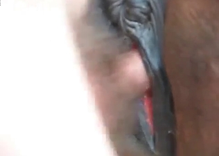 Horse fucked from the rear end