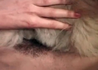 Rottweiler getting her pussy