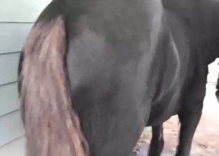 Stallion and its used-up anal hole