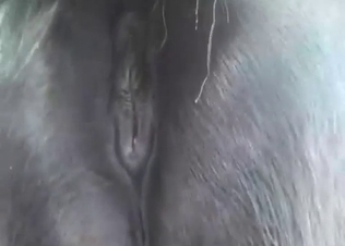 Stallion and its used-up anal hole